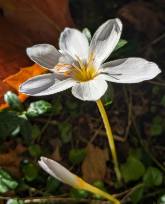 Crocus pulchellus Zephir.jpg