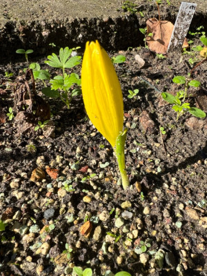 Sternbergia clusiana  ??