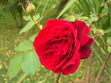 rose1122.jpg