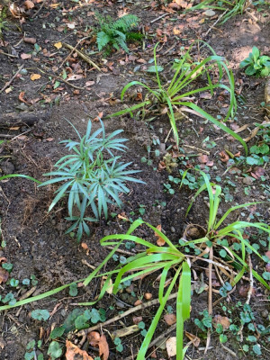 Foetidus Sopron, Luzula Slyvatica, Polystichum Aculeatum