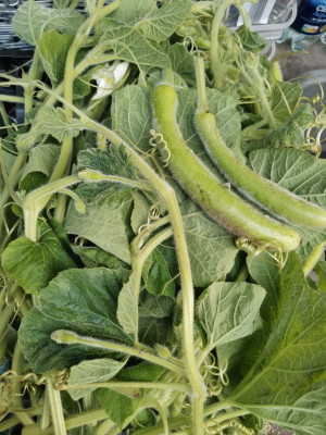 Zucca Triebspitzen.jpeg