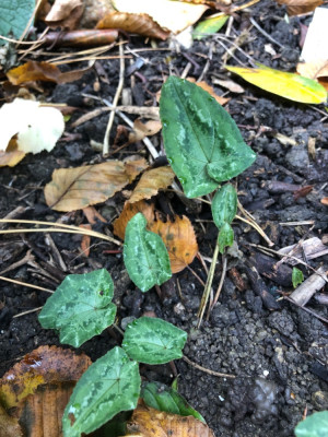 IMG_5268.jpeg