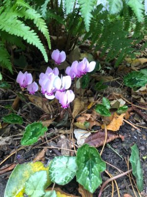 IMG_5270.jpeg