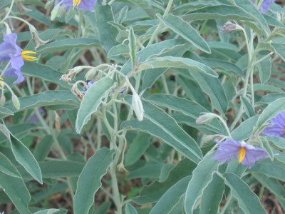 Solanum.jpg
