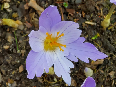 Crocus speciosus 'Spitze'.jpg