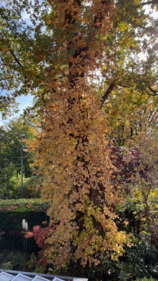 Kletterhortensie an Eiche