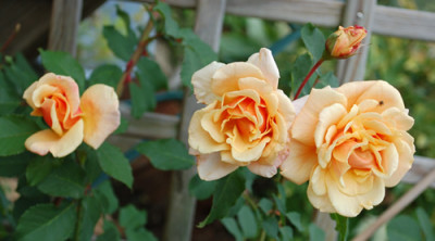 Caramella_0010__N_38094.jpg