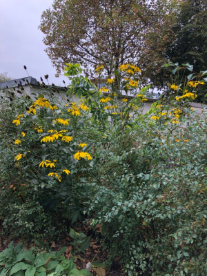 IMG_5277.jpeg