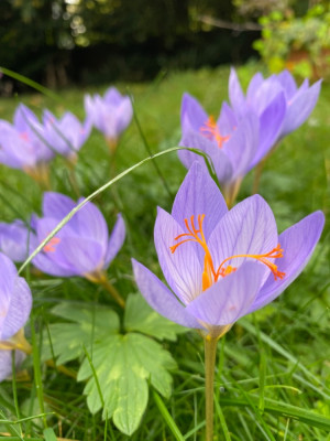 Crocus Speciosus