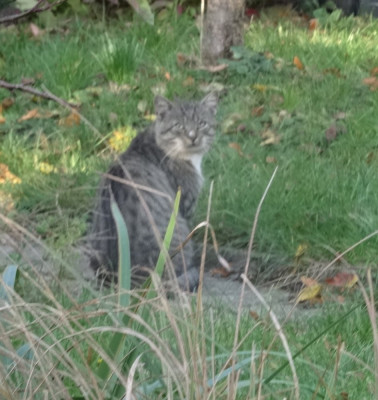 wildkatz03.jpg