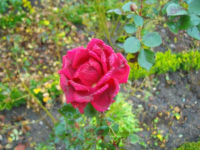 FCoppee-12-04.jpg