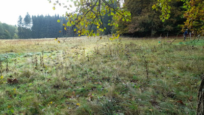 IMG-20241018-WA0008.jpeg