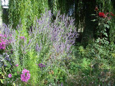 Perovskia_atriplicifolia_fars_2008.jpg