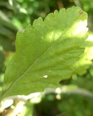 Perovskia_atriplicifolia_Blatt_fars_2008.jpg