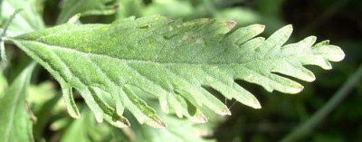 Perovskia_abrotanoides_Blatt_fars_2008.jpg