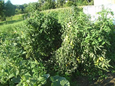 Tomaten_vor_einer_Woche.jpg