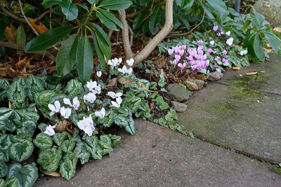 Cyclamen-Okt1524_010.jpg