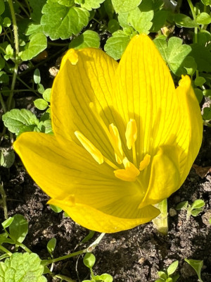 Sternbergia clusiana
