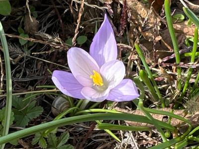 Crocus