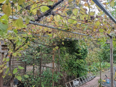 Ontario Pergola 20241019.jpeg