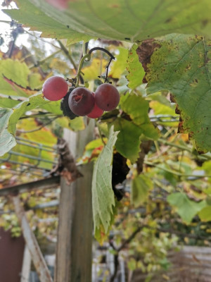Ontario Beere 20241019.jpeg