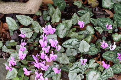 Silbervariationen-Okt2024_009.jpg