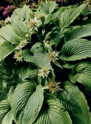 Hosta_Green_acres_BGTubingen05.03.jpg