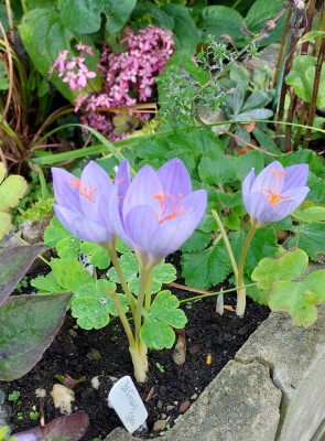 Crocus Speciosa mit Octoberle