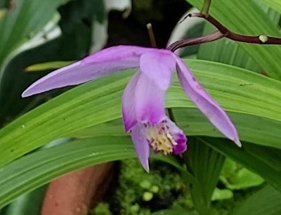 Bletilla