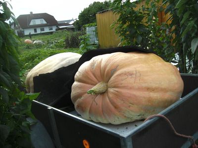 Riesenkurbisernte.jpg