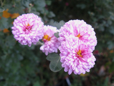 Rotes Julchen (2) 211018.JPG