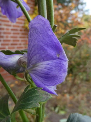 Herbsteisenhut nah.JPG