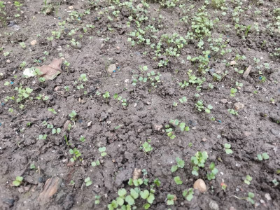 Cima di Rapa 20241020.jpeg
