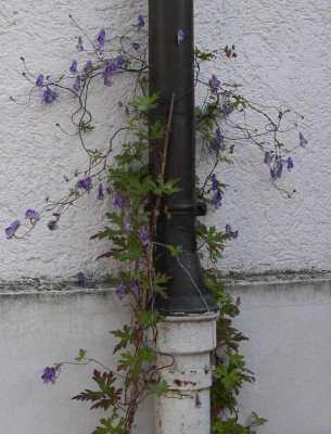 Aconitum_volubile_2008-09-19.JPG