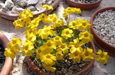 Oxalis_lobata_2008-09-19.JPG