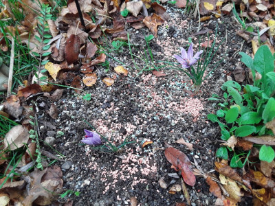 Crocus sativus