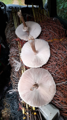IMG-20241022-WA0003.jpeg