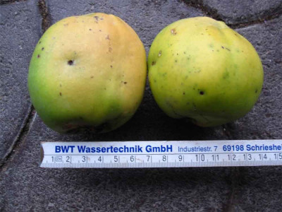 C.cathayensis1.jpg