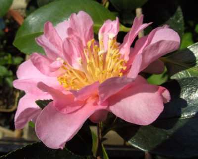 Showa_no_Sakae_19.09.5.JPG
