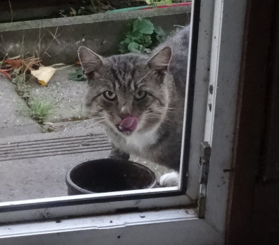 wildkatz04.jpg