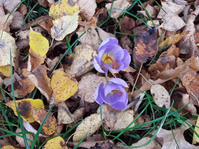 Crocus speciosus