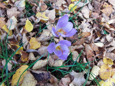 Crocus speciosus