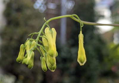 Dicentra_scadens.24-1.jpg