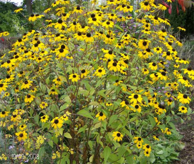 rudbeckia-triloba-190908.jpg