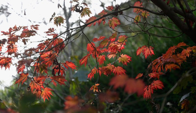 Acer-aconitifolium-Okt2124_004.jpg