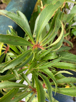 Blatt mit schönen Rot