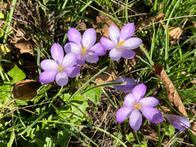 Schildwech-Crocus