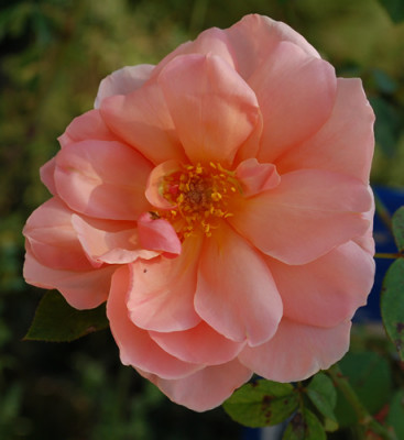Belle_Cuivre_0010__8273.jpg