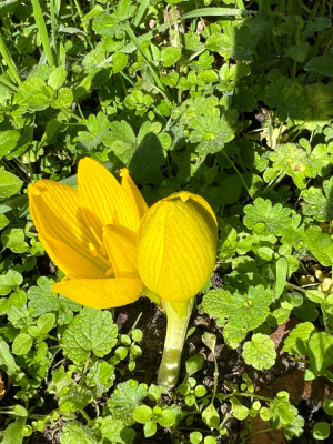 Sternbergia clusiana