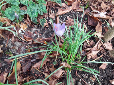 Crocus speciosus